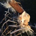 Typha latifolia Fruit