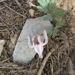 Dicentra uniflora Habitat