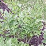 Levisticum officinale Blatt