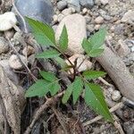 Bidens frondosa Vekstform