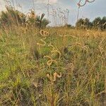 Ctenium newtonii Habit