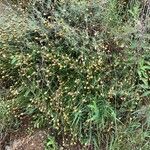 Ephedra altissima Fleur