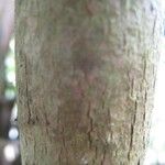 Coffea mauritiana Bark