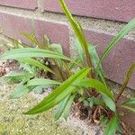 Solidago giganteaFrunză