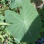 Colocasia esculenta 葉