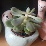 Pachyphytum bracteosumLeaf