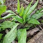 Cynoglossum officinaleFolha