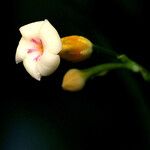 Tabernanthe elliptica Flor
