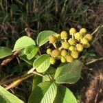 Rubus urticifolius Fruit