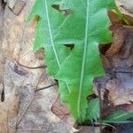 Taraxacum clemens Deilen