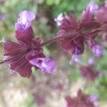 Salvia multicaulis Blomma