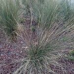 Muhlenbergia capillaris পাতা