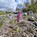 Orchis mascula Staniste