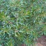 Morella cerifera Hoja