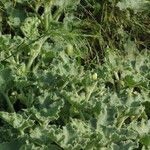 Ecballium elaterium Habit