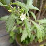 Capraria biflora പുഷ്പം