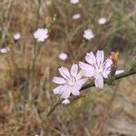 Stephanomeria diegensis Flower