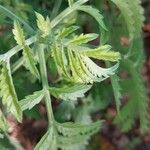 Melianthus comosus Blad