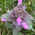 Lamium purpureum Flower
