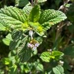 Lantana achyranthifolia Frunză