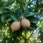 Manilkara zapota Fruit