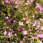 Centaurium erythraeaFlower