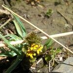 Euphrasia picta Bloem