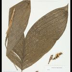 Bactris simplicifrons Folio