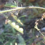 Aeschynomene villosa Fruit