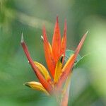 Heliconia hirsuta Květ