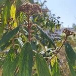 Viburnum rhytidophyllumBlad