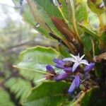 Polyosma brachystachys Flower