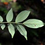 Cnestis glabra Leaf