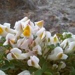 Sarcocapnos enneaphylla Blüte