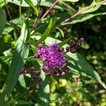 Vernonia noveboracensis Flower