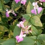 Impatiens balsamina Květ