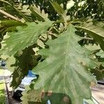 Quercus petraea Листок