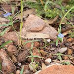 Commelina ensifolia 整株植物