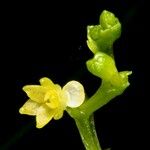 Taeniophyllum rudolfii Blüte