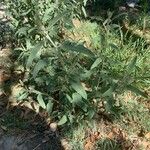 Sphaeralcea angustifolia Hoja