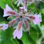 Pelargonium tomentosum Blomma