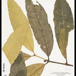 Tabernaemontana cumata Hoja