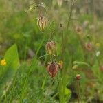 Helianthemum aegyptiacum Fruit