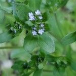 Valeriana woodsiana Květ