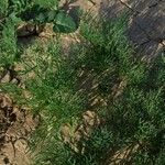 Ammodaucus leucotrichus Frunză