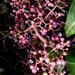 Miconia ligulata Fruit