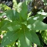 Doronicum corsicum Folha