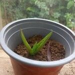 Aloe succotrina Leaf