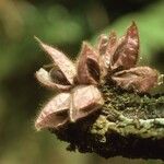 Mendoncia phytocrenoides Frucht