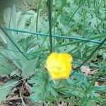 Ranunculus acrisЦветок